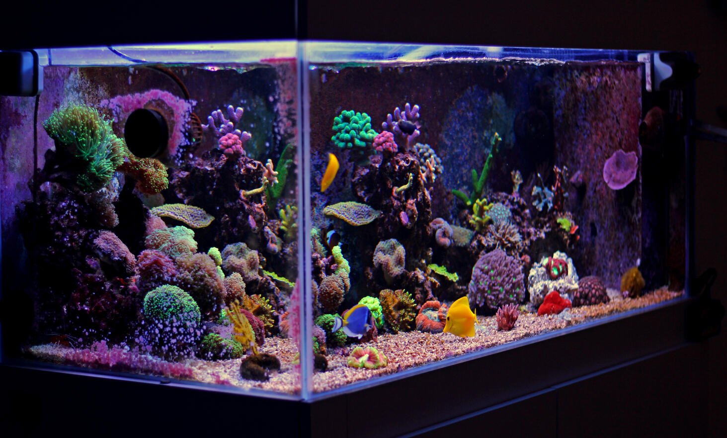 Korallenriffaquarium