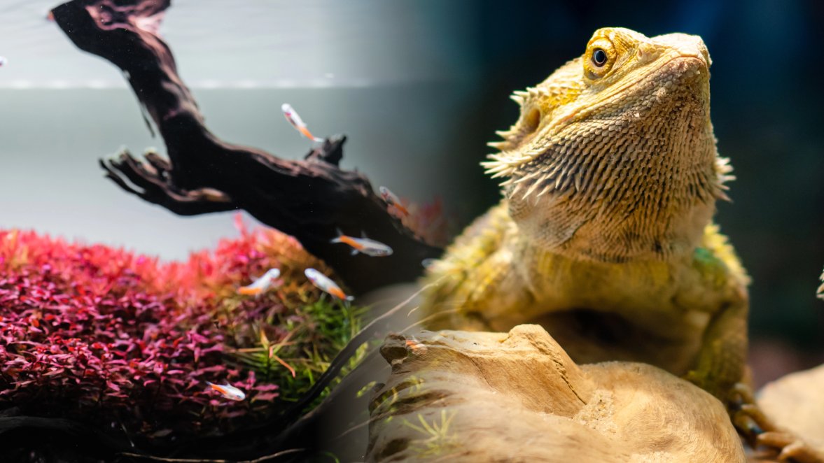 Aquaristik und Terraristik
