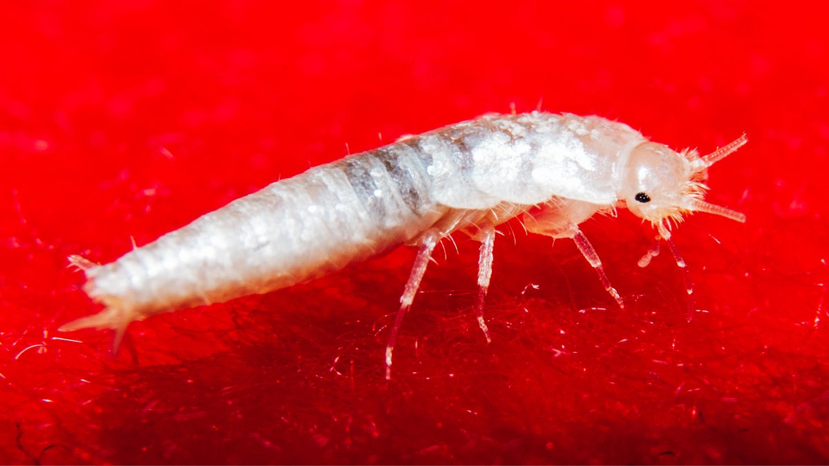 silverfish - silberfisch